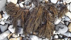 Image result for Ophrestia radicosa