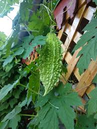 Image result for Momordica charantia
