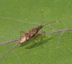 Image result for Otoptera