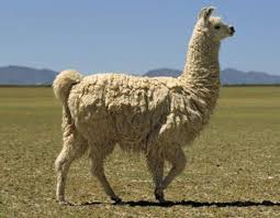 Llama Association of Australasia Inc - What is a Llama?