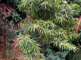 Podocarpaceae buddhist pine, chinese yew, kusamaki, inumaki origin: Podocarpus Conifer Genus American Conifer Society