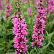 Image result for Salacia luebbertii