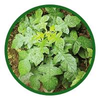 Image result for Blumea