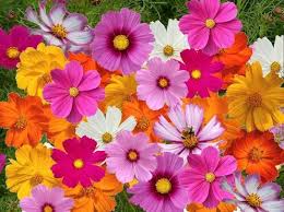 Cosmos Seeds For Sale Buy Bulk Cosmos Flower Seeds At Eden Brothers Crazy For Cosmos Cosmos Flower Seed Mix Cosmos Flowers Flower Seeds Beautiful Flowers