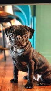 Pets of VUMC 2019 — Collection #6: Here's looking at you, part 2