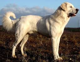 Akbash This Is An Intelligent Courageous And Loyal Dog Completely Dedicated And Devoted To Its Owner And Any Livesto Hunderassen Hunde Rassen Riesige Hunde