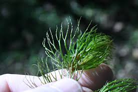 Image result for Ceratophyllaceae