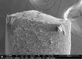 I cut a square of cardboard about 15 centimeters (roughly six inches) wide, and then cut a small rectangle inside it. Study Of Elephant Capybara Human Hair Finds That Thicker Hair Isn T Always Stronger