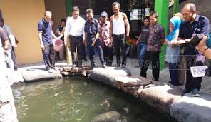 Maybe you would like to learn more about one of these? Terkait Ikan Arapaima Diserahkan Ke Kipm Atau Terjerat Hukum Harian Bhirawa Online