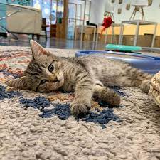 Mini Cat Town Kitten Rescue On Instagram Emery Says To Come Play She S In Need Of Some Humans To Bug Our Adoption Floor Is Ope Kitten Rescue Cats Kitten