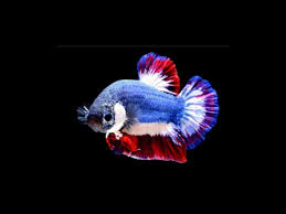 Sejatinya ikan cupang mempunyai 2 jenis bentuk yaitu ikan cupang slayer yang biasa di sebut dengan ikan cupang halfmoon dan ikan cupang aduan yang biasa disebut ikan cupang plakat serta. Fakta Ikan Cupang Yang Harganya Bisa Mencapai Puluhan Juta Rupiah Real Jeda Id