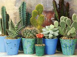Like all living things, cacti need water to survive. Secrets Of Growing Cacti And Succulents World Of Succulents