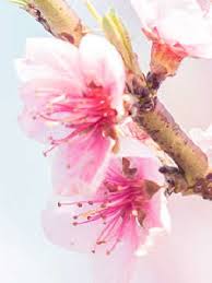 Check spelling or type a new query. Sandra Harris East Peoria Illinois Cremation Specialist Of Central Illinois Memories Wall