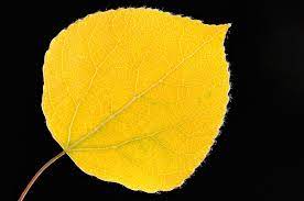 Backlit Beautiful Yellow Aspen Leaf Macro Photography Insects Macro Photography Aspen Leaf