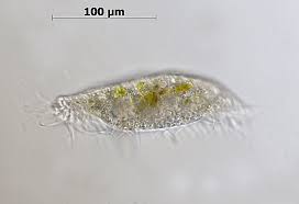 Image result for Physotrichia