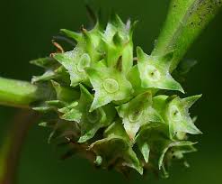 Image result for Spermacoce