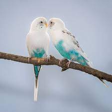 image result for budgie muhabbet kuslari papaganlar sevimli hayvan yavrulari