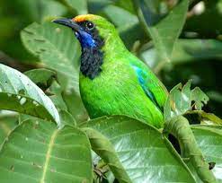 Burung Cucak Ijo Hewan Burung Gambar Hewan