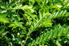 Image result for Phyllanthus beillei