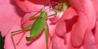 Psychologisch spannende verfilmung der kurzgeschichte das heimliche fenster, der heimliche garten von stephen king mit johnny depp und john turturro in den hauptrollen. Heuschrecken In Haus Und Garten Nabu
