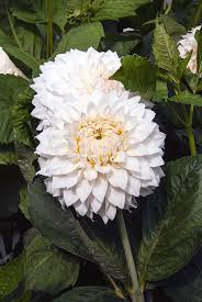 Image result for Dahlia `Snowflake`