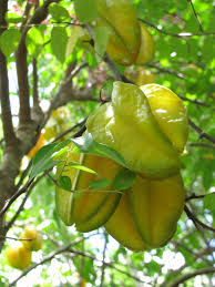 Star fruit trees are tropical plants so this is a plant you'll want to grow in a container if you don't live we just brought our star fruit tree outside for the season. Growing Star Fruit How To Grow Star Fruit Tree From Seed Carambola Fruit