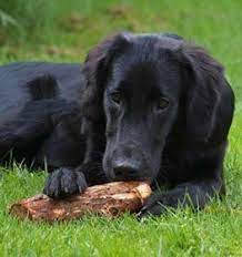 Where does the kiwiline flat coated retriever breed come from? Flat Coated Retriever Information Dog Breed Facts Dogell Com