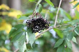 Wann ist schwarzer holunder reif? Holunder Sambucus Spec Xenophora