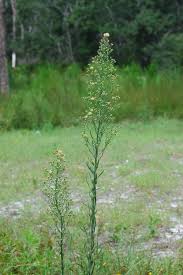 Image result for Erigeron bonariensis