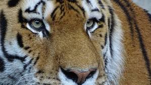 What is considered the national animal of italy?. What Is Italy S National Animal