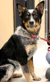 Adoptable Animal Humane Society Of Jefferson County Animals Mixed Breed Dogs Dogs And Puppies