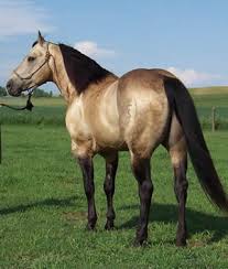 The horse has a tan or gold colored coat with black points (mane, tail, and lower legs). American Buckskin Breed Description Fcn