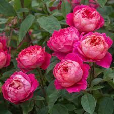 We did not find results for: Benjamin Britten English Shrub Rose David Austin Roses