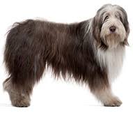 Check spelling or type a new query. Bearded Collie Dog Breed Facts And Personality Traits Hill S Pet