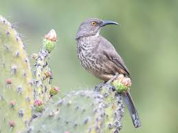 Image result for Cenchrus trisetus