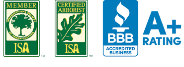Maybe you would like to learn more about one of these? Expert Tree Service Gilbert Mesa East Valley All About Trees