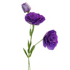 Image result for eustoma Balboa