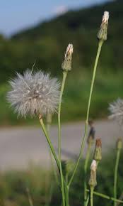 Image result for Hypochaeris radicata