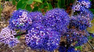 Image result for Memecylon myrianthum