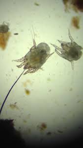 Image result for what do otodectes cynotis look like in dog fur