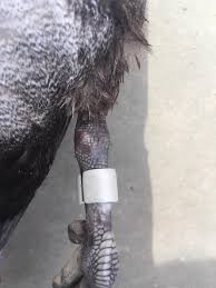 Hey guys...I shot this Bluebill a couple years back and had it mounted and  should have it back this week. I want to get the numbers off the band but  the band