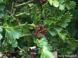 Image result for Phyllocladus