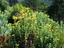 Image result for Helichrysum foetidum