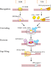 Named entity recognition (ner) — sometimes referred to as entity chunking, extraction, or identification — is the task of identifying and . Nucleotide Excision Repair Ner Ner Pathways Can Be Classified Into Download Scientific Diagram