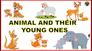 Just like humans, animals too have a life cycle. Animals And Their Young Ones Animals Their Babies Animals Babies Babies Of Animals Youtube