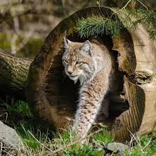 See more ideas about wild cats, african wild cat, cats. Types Of Wild Cats Around The World