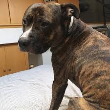 My Adorable Tiger Charlie Staffy Pitbull Pibble Brindle Dog Cane Hond Lovemydog Love Sweetness Bologna Dutchdog Brindle Staffy Cute Dogs Pitbulls