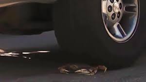 Crawdads under car wheels - ThisVid.com