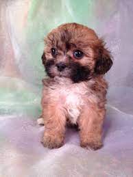 Facetime and video also available. Teddy Bear Puppies South Florida