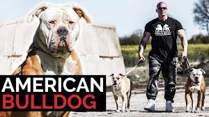 The american bulldog is powerful, confident, and agile. American Bulldog Ein Gefahrlicher Kampfhund Vorurteile Erfahrungen Und Rasseportrait Mit Riccardo Youtube